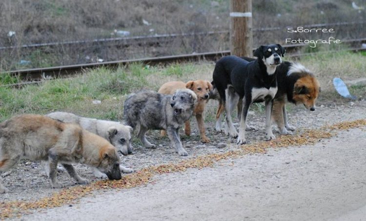 Hundehilfe ohne Grenzen e. V. Tierschutz Hunde in Gütersloh &amp; Bielefeld